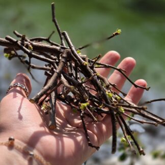 40g frische Birnenzweige - Frischfutter für ua. Kaninchen