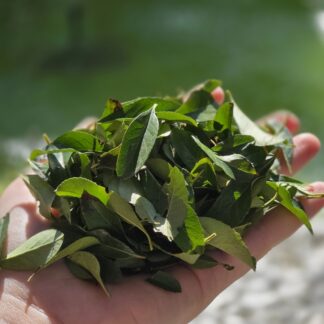 12g frische Feuerdornblätter - Gartenblätter für ua. Chinchilla