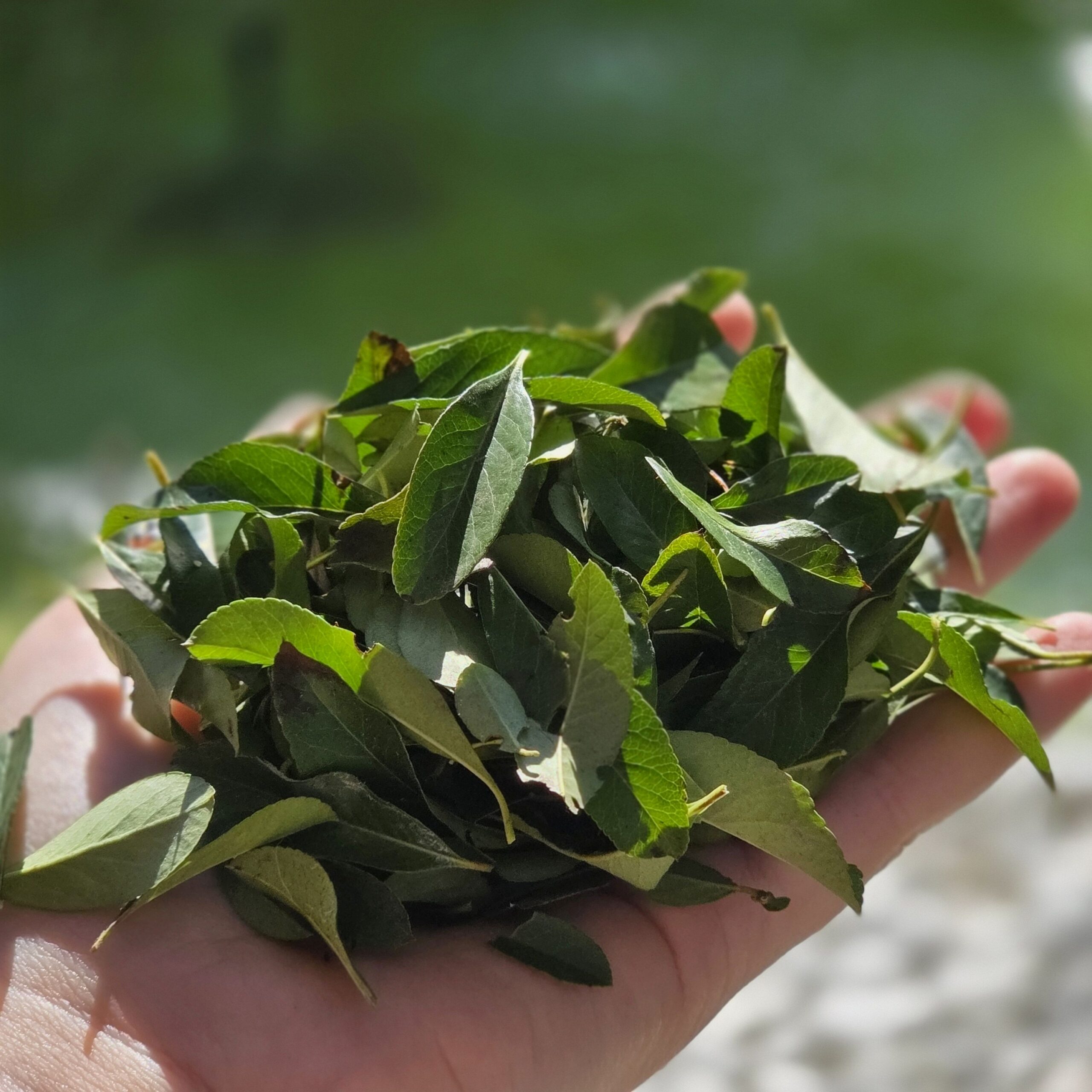 12g frische Feuerdornblätter - Gartenblätter für ua. Chinchilla