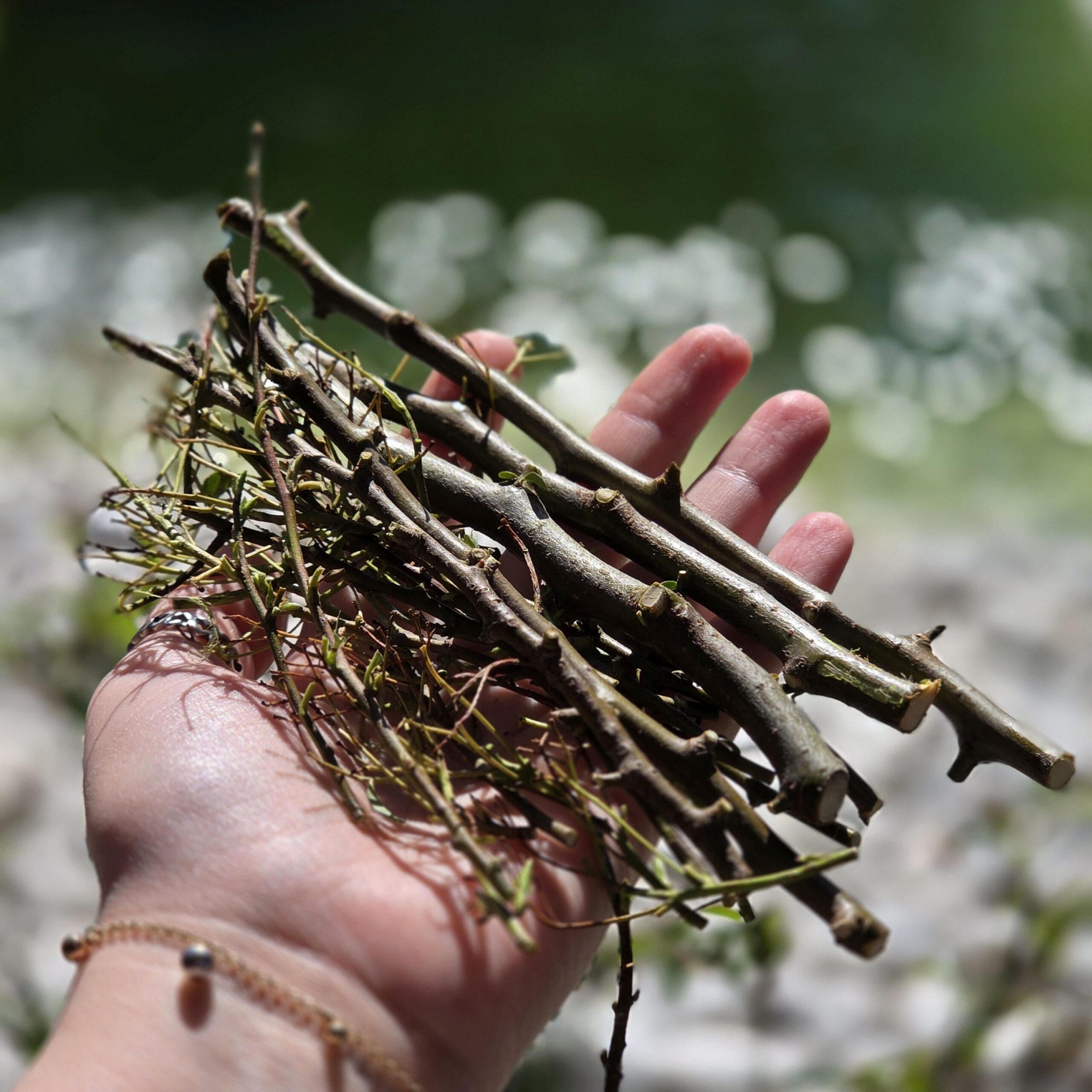 40g frische Feuerdornzweige entdornt - Gartenzweige zum knabbern