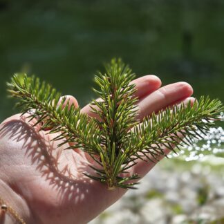ein Stück Fichte - Frischfutter für ua. Kaninchen