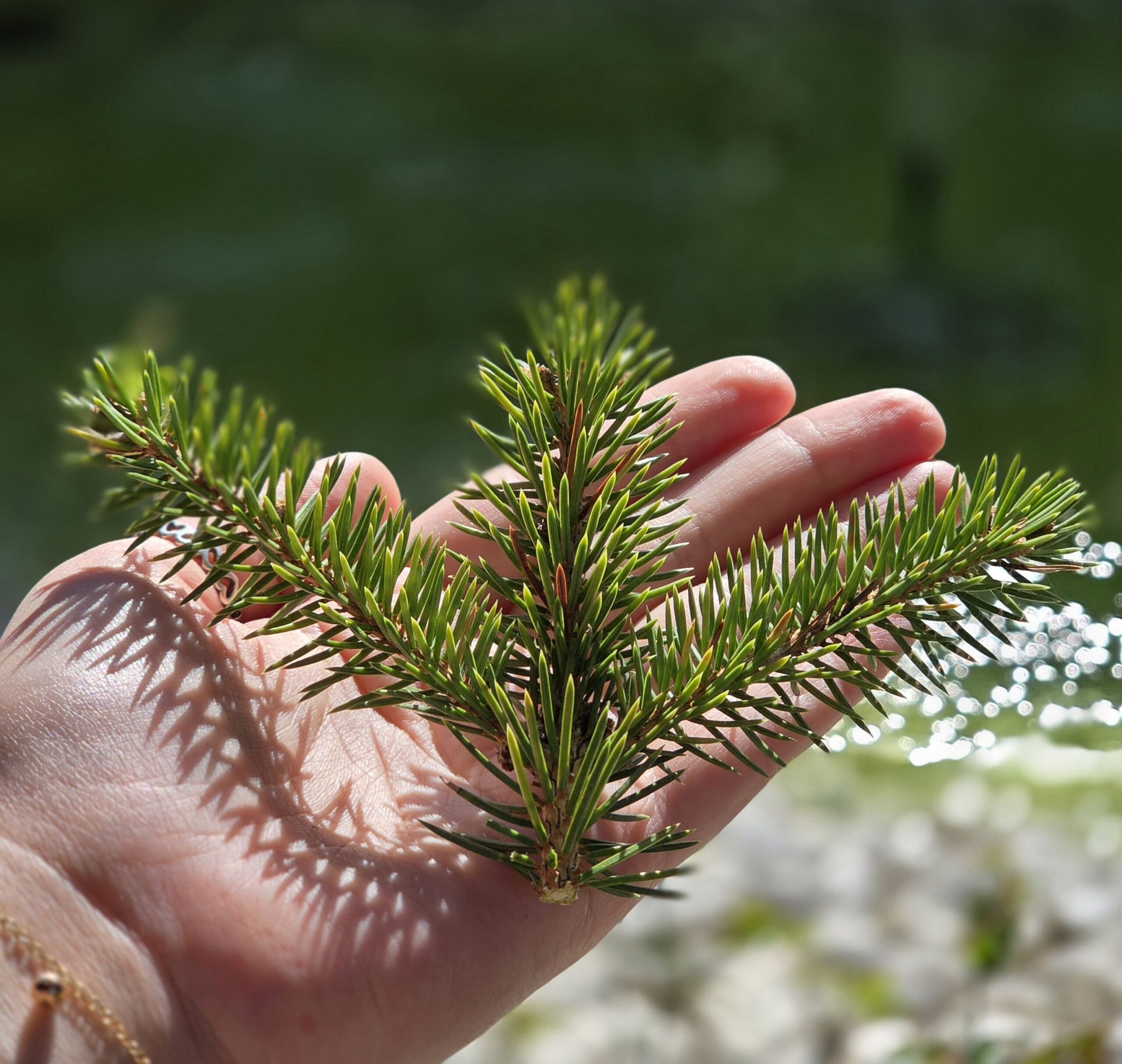 ein Stück Fichte - Frischfutter für ua. Kaninchen