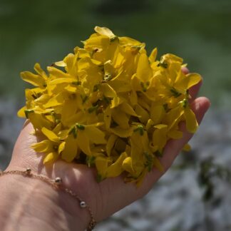 12g frische Forsythienblüten - Gartenblüten für Kleintiere