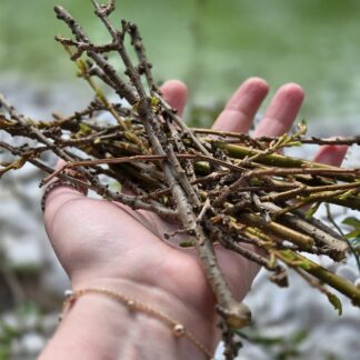 50g frische Forsythienzweige - Frischfutter für ua. Kaninchen