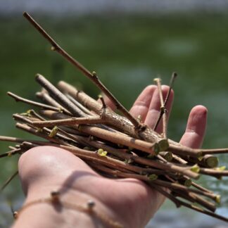 40g frische Haselnusszweige - Frischfutter für ua. Kaninchen
