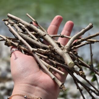 50g frische Hibiskuszweige - Frischfutter für ua. Chinchilla