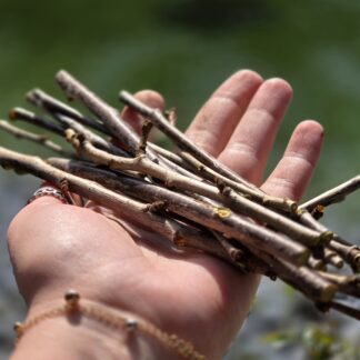 40g frische Kirschzweige - Frischfutter für ua. Degu
