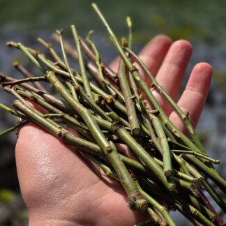 45g frische Rosenzweige -entdornt - Frischfutter für ua. Meerschweinchen