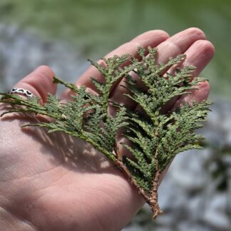 1 frisches Thujablatt - Frischfutter für ua. Meerschweinchen