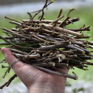 225g frische Zweige Mischung - Frischfutter für ua. Kaninchen